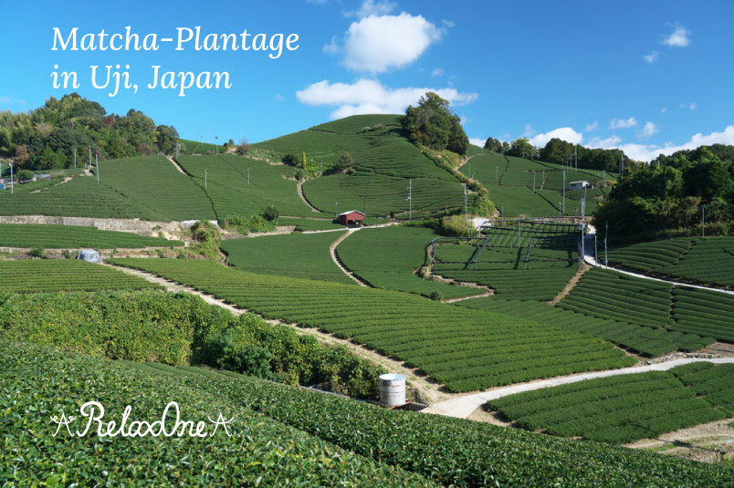 Matcha Plantage in Uji Japan. RelaxOne