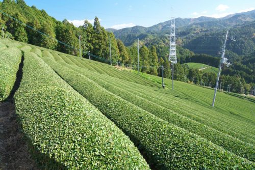 Matcha Teeplantage in Uji Kyoto Japan. RelaxOne